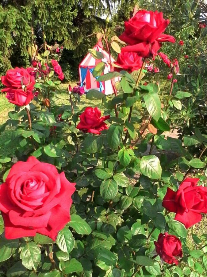 La Casa Dei Masue' Guest House อัลบา ภายนอก รูปภาพ